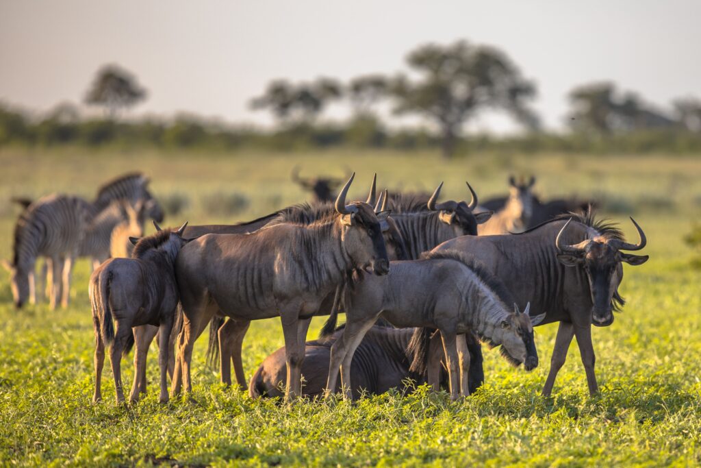 common-wildebeest-herd-foraging-on-grass-of-mooipl-2021-08-29-17-47-11-utc-min