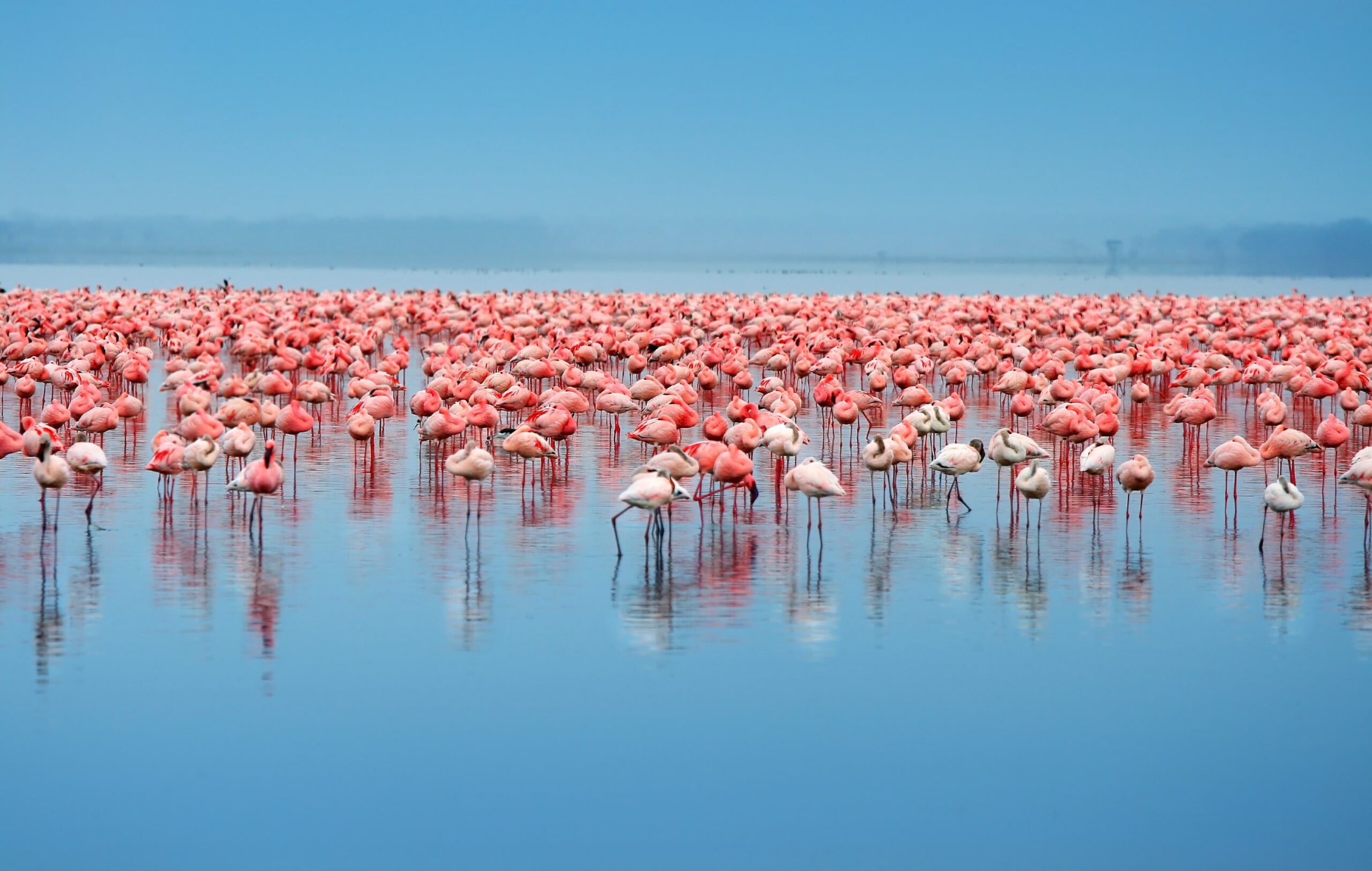 flocks-of-flamingo-2021-08-26-18-27-06-utc-min