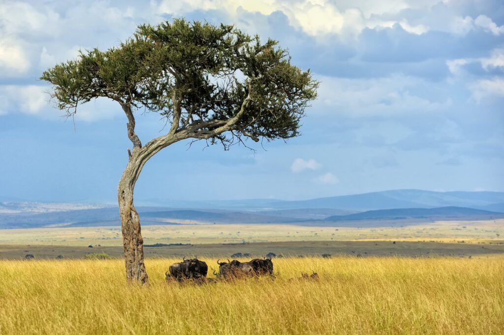 wildebeest-in-national-park-of-africa-2021-08-26-15-55-39-utc-min