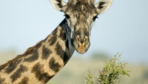 Close-up portrait of giraffe, Serengeti National Park, Serengeti, Tanzania