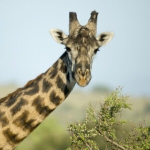 Close-up portrait of giraffe, Serengeti National Park, Serengeti, Tanzania