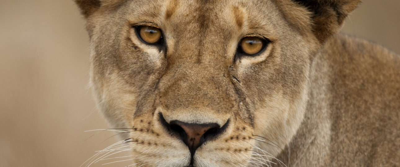 Close-up portrait of Serengeti National Park, Serengeti, Tanzania, Africa