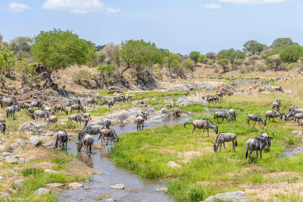 Blue Wildebeest gather for lunch on the Tarangire River