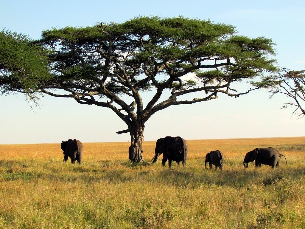 Elephants – Serengeti National Park safari – Tanzania, Africa