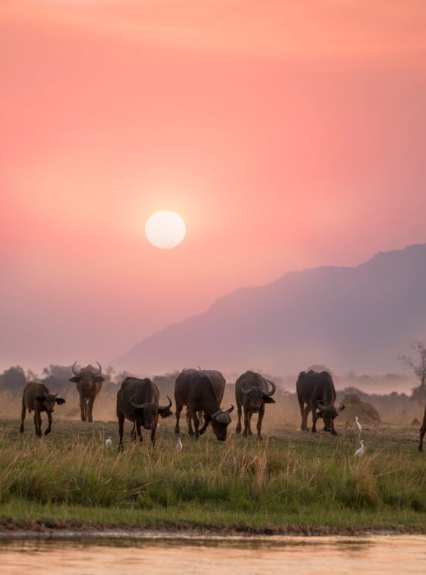 Herd of Buffalo During Dawn