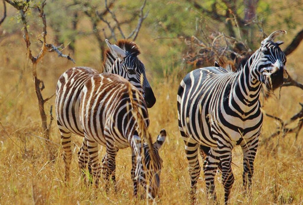 zebra, safari, tanzania