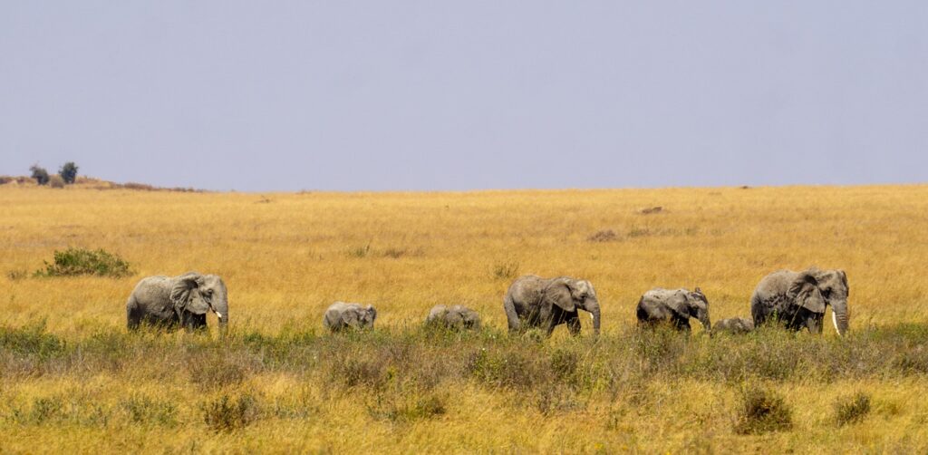 elephants, tanzania, serengeti
