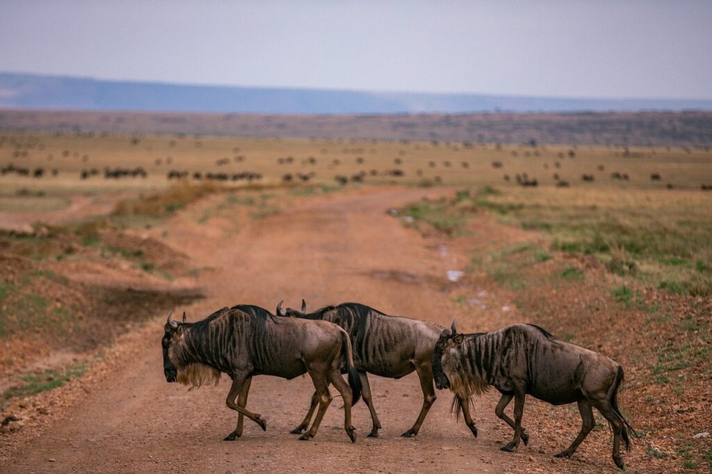 wildebeest migration, animal, safari