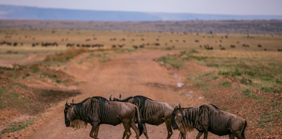 wildebeest migration, animal, safari