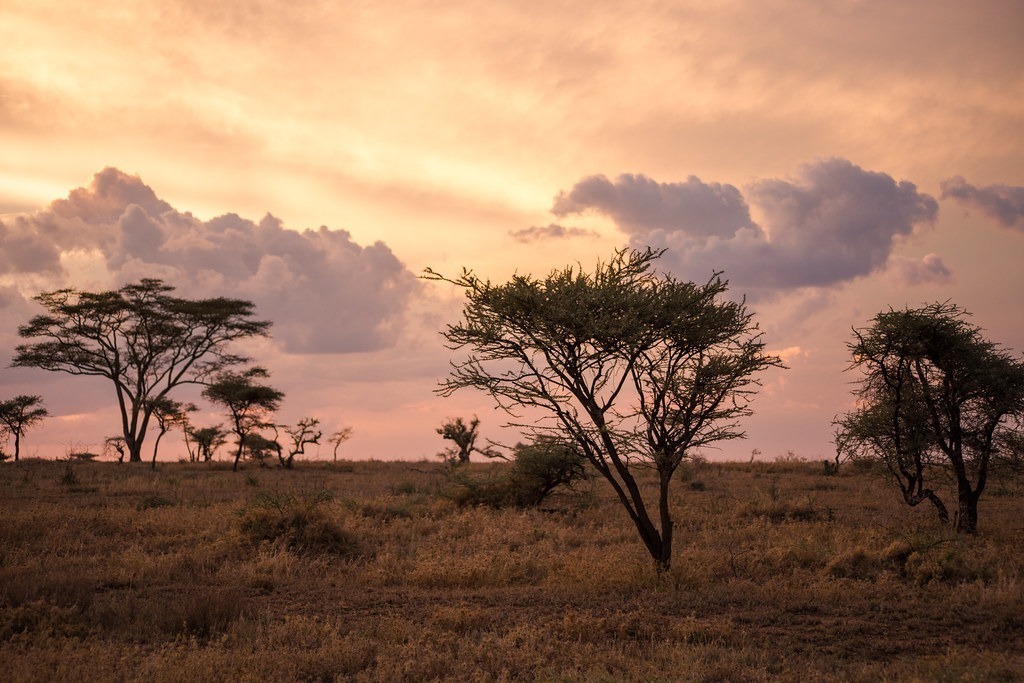 The Sunset on the Serengeti