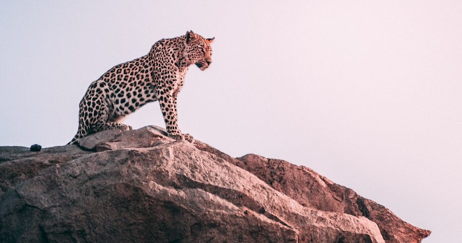 brown leopard on top of grey rock