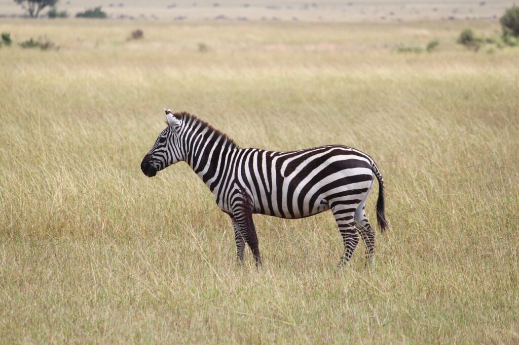 zebra, africa, serengeti