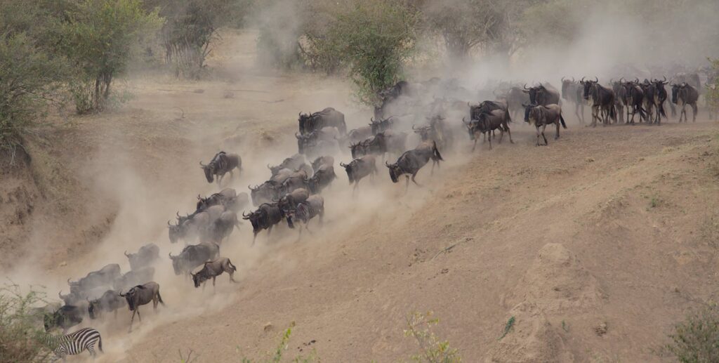 Herd of Wildebeest Running Wild