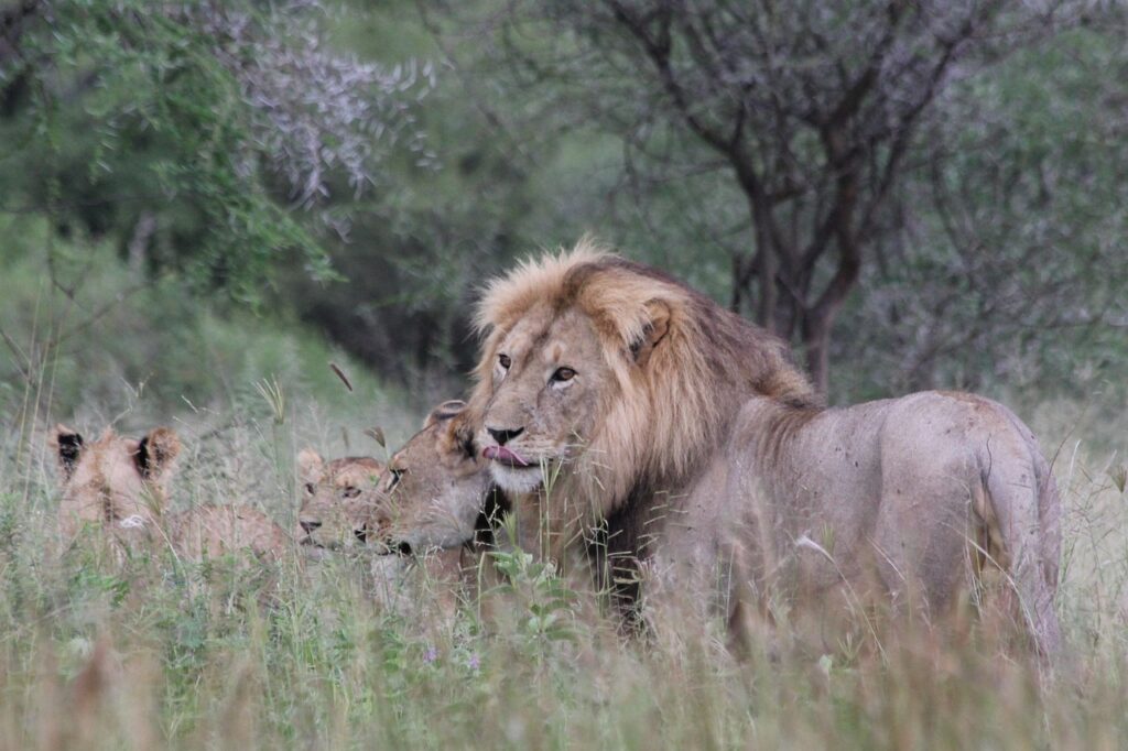 lion, africa, tanzania