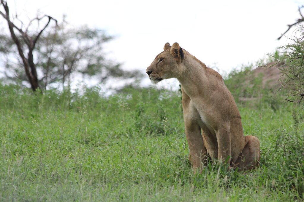 lioness, africa, tanzania