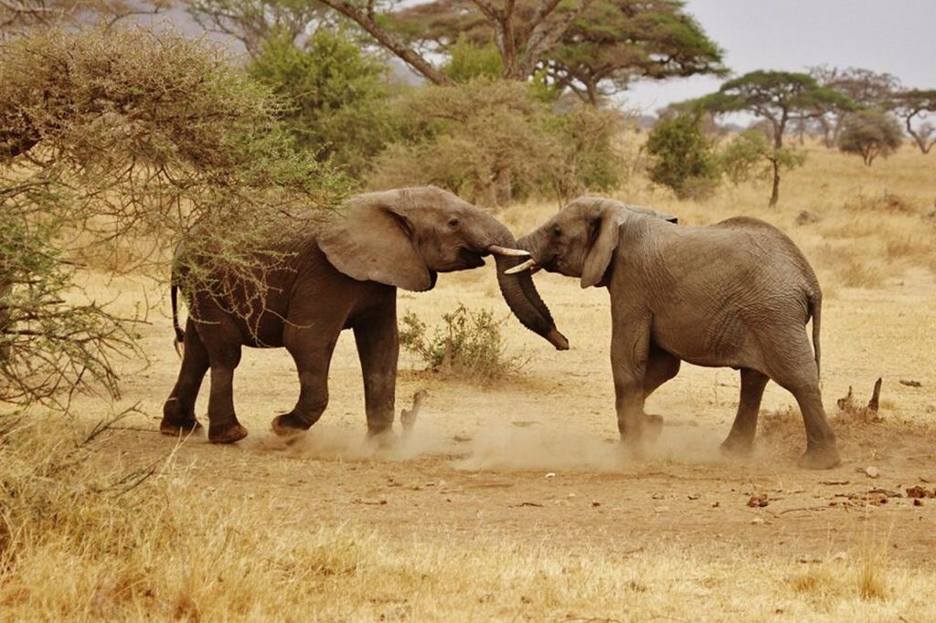 elephant babies, elephant family, serengeti national park