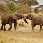 elephant babies, elephant family, serengeti national park