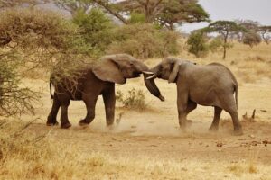 elephant babies, elephant family, serengeti national park