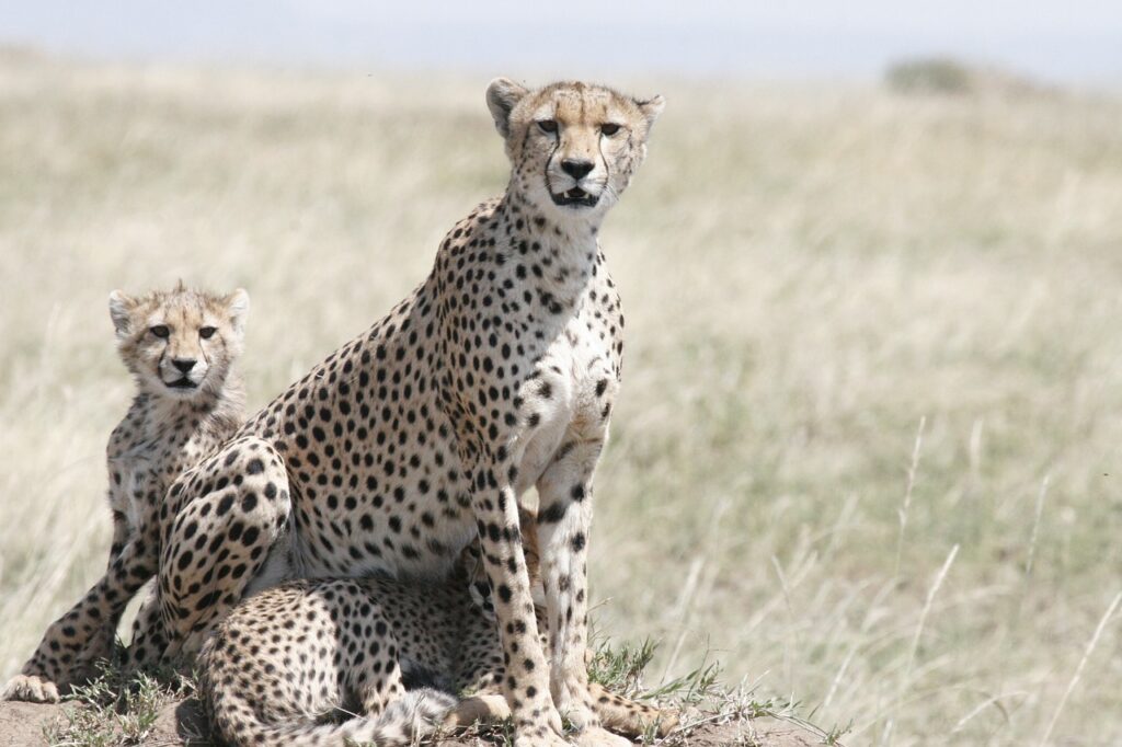cheetah, cheetah mother, cheetah cub