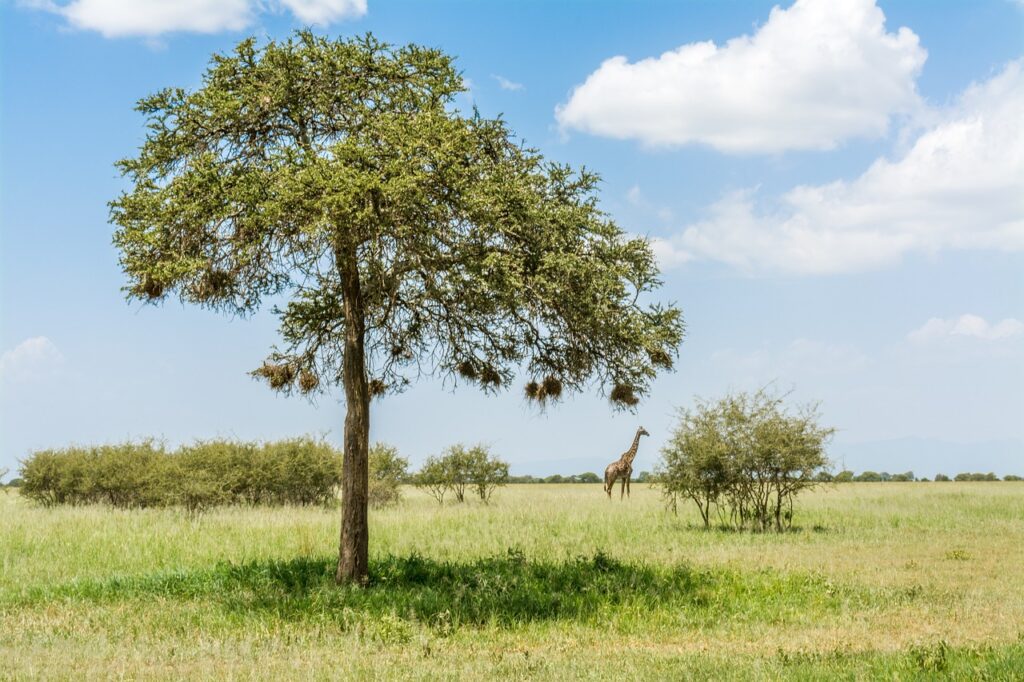 giraffe, safari, africa