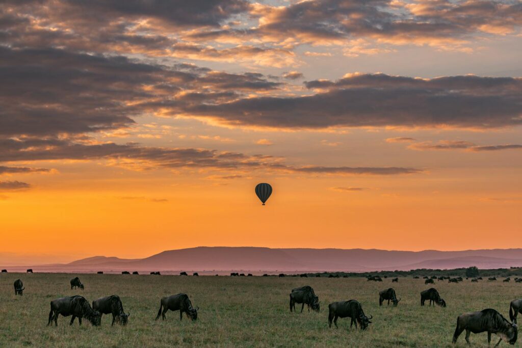 Picturesque sundown with silhouette of hot air balloon flying in national park Serengeti with wildebeests grazing on grassy land in Tanzania Africa