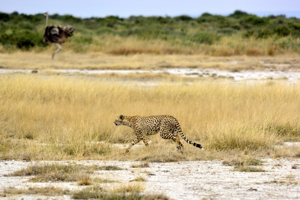 cheetah, africa, ostrich