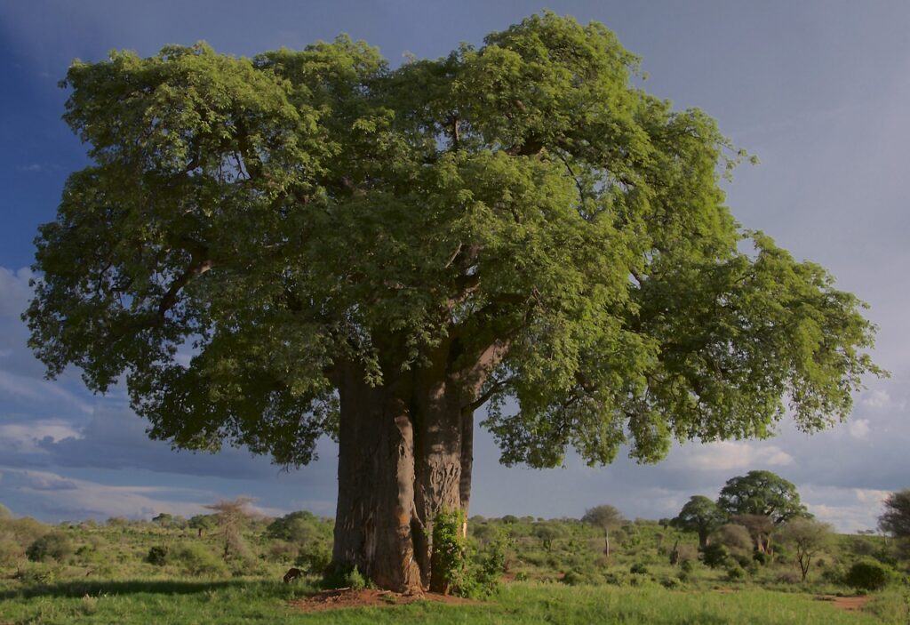 tree, baobab, tarangire national park