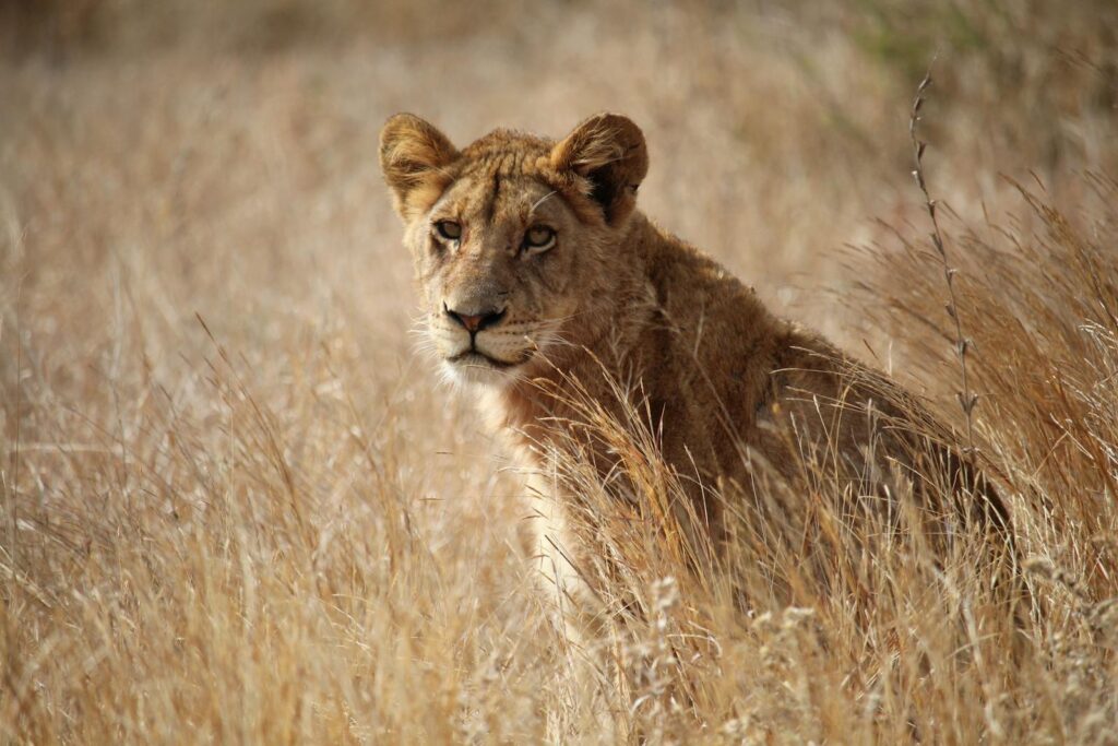 Photo of a Lioness on a Dry Grass Field