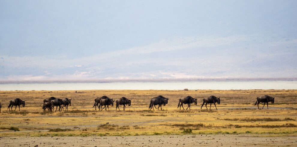 tanzania, wildebeests, wildebeest migration