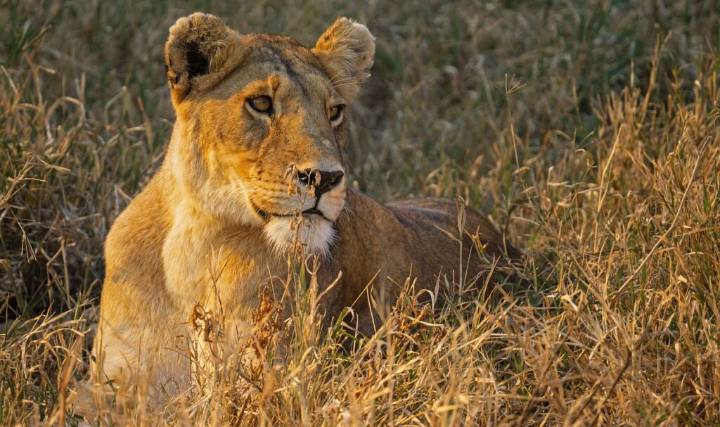 lion, tanzania, serengeti