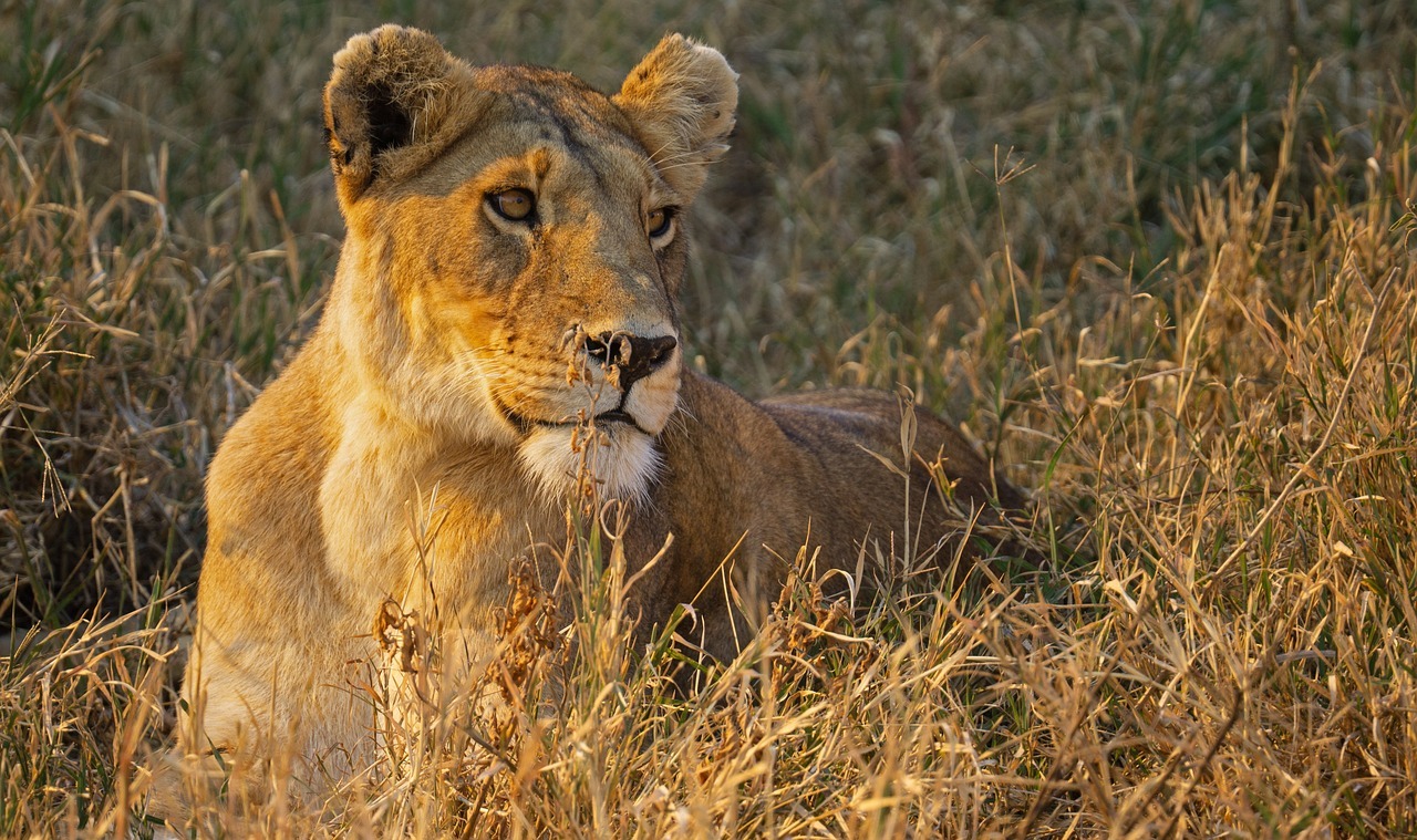 lion, tanzania, serengeti