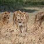 pride of lion walking on dried grass