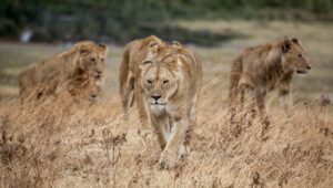 pride of lion walking on dried grass
