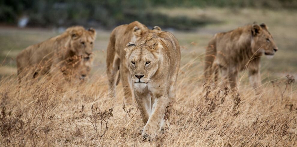 pride of lion walking on dried grass