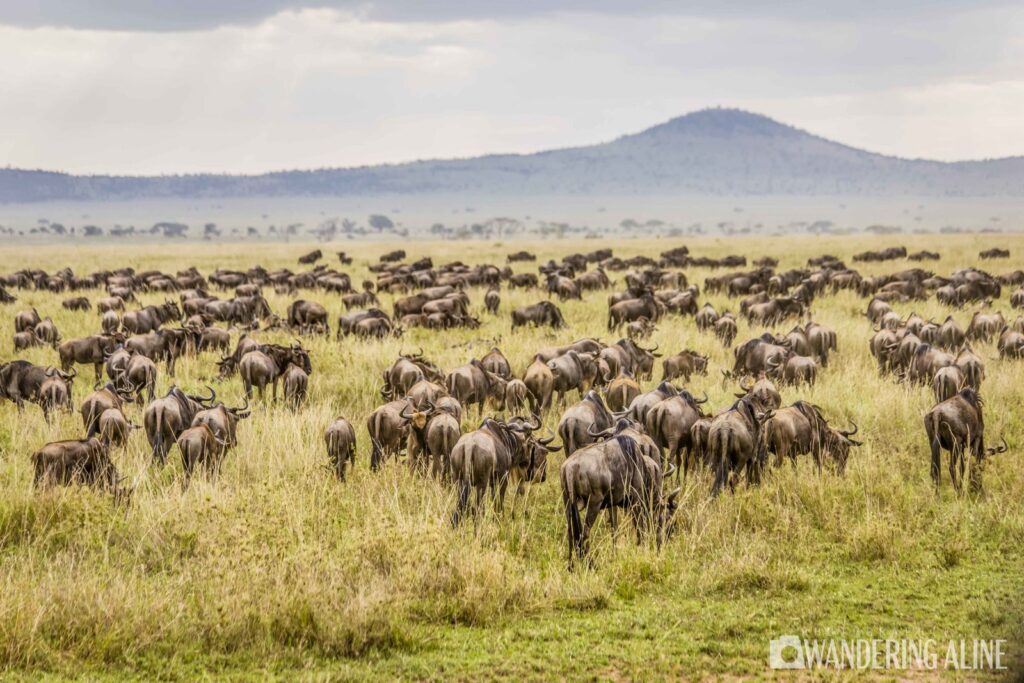Safari-in-Africa-Maasai-Serengeti-Ngorongoro-4212-scaled