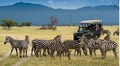 zebra-and-vehicle-on-a-honeymoon-safari
