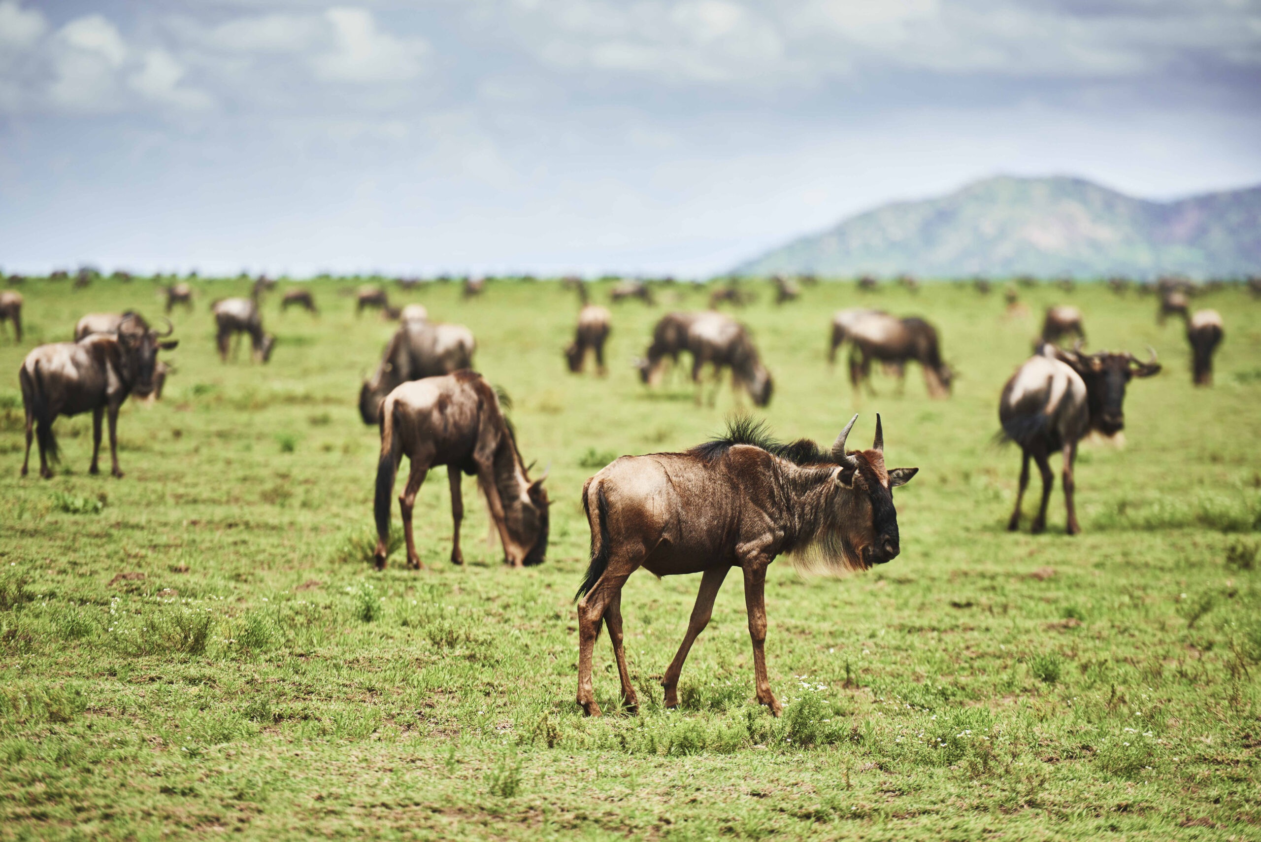 a-herd-of-wildebeests-in-africa-2023-11-27-05-35-16-utc-2