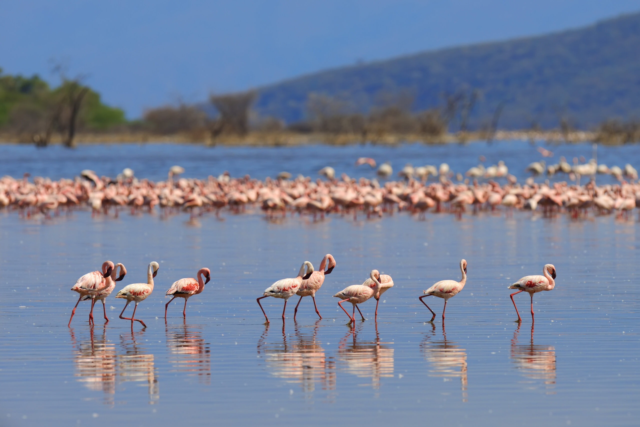 flock-of-flamingos-wading-2023-11-27-05-06-14-utc-3
