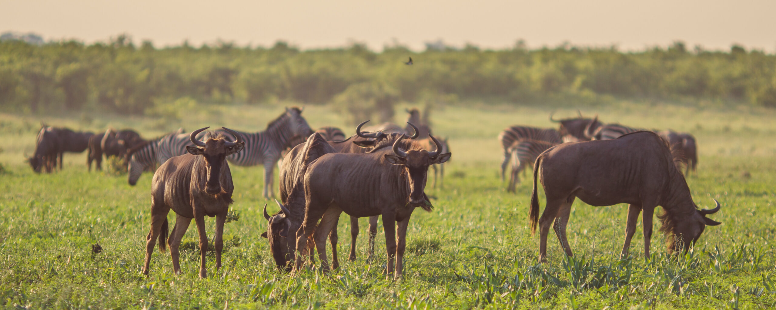 wildebeest-herd-grazing-2023-11-27-05-20-40-utc-3