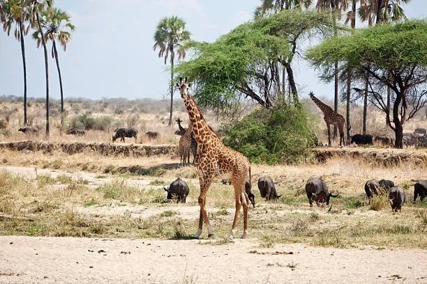 Ruaha National Park (1)