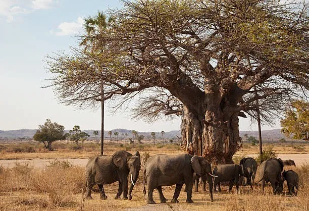 Ruaha National Park (2)