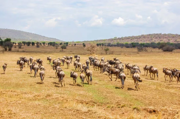 Wonderful Safari (2)