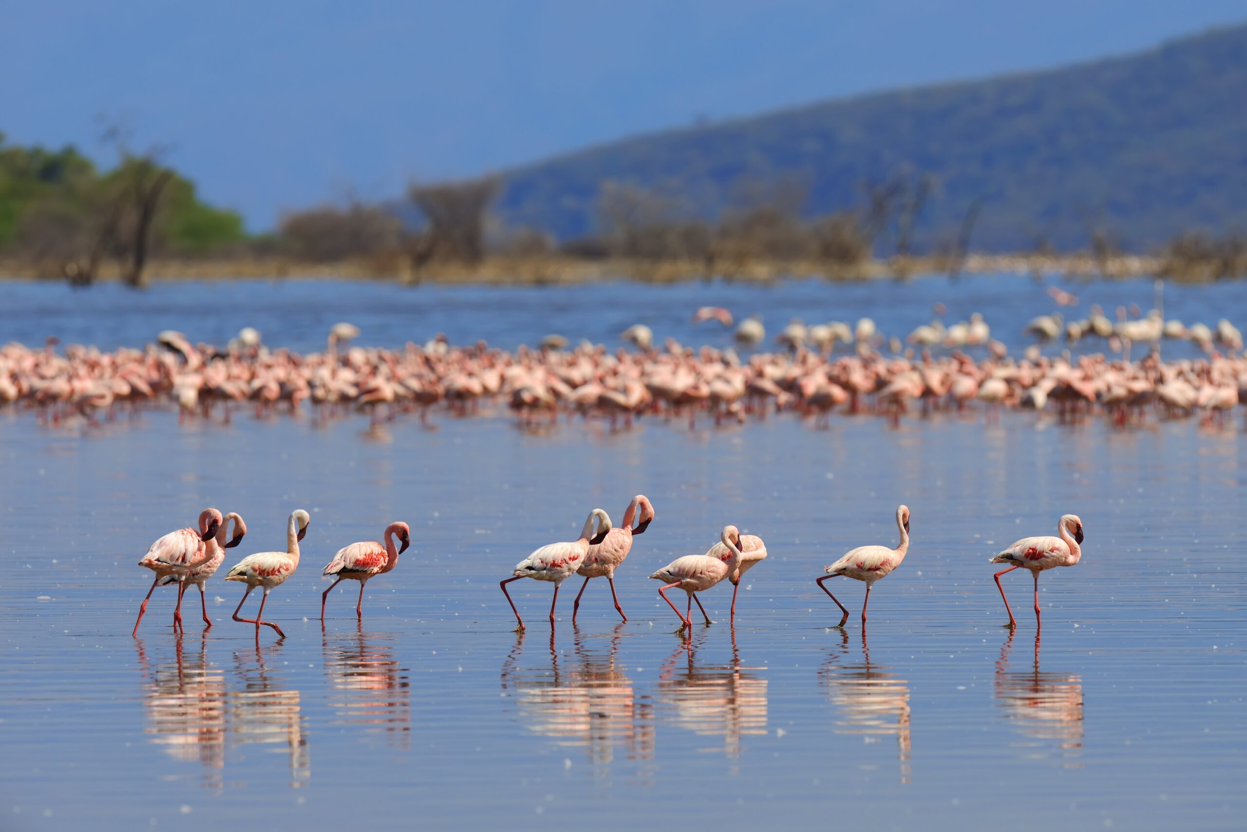 flock-of-flamingos-wading-2023-11-27-05-06-14-utc-3-1-scaled