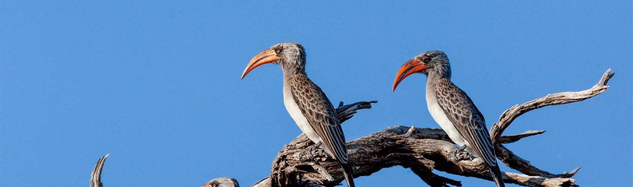 serengeti-Clarity-11