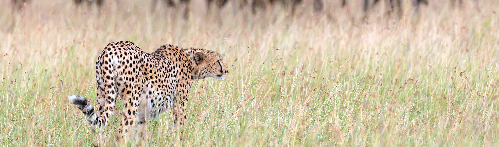 serengeti-Clarity-2