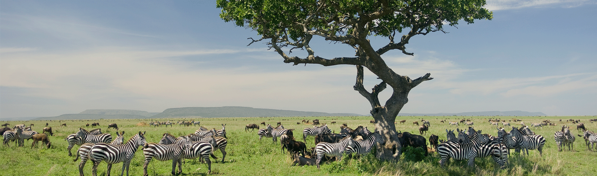 serengeti-Clarity-3