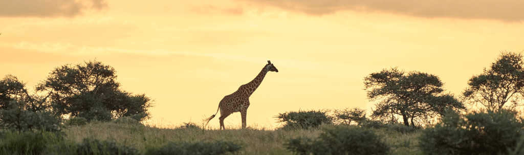 serengeti-Clarity-4-1024x303