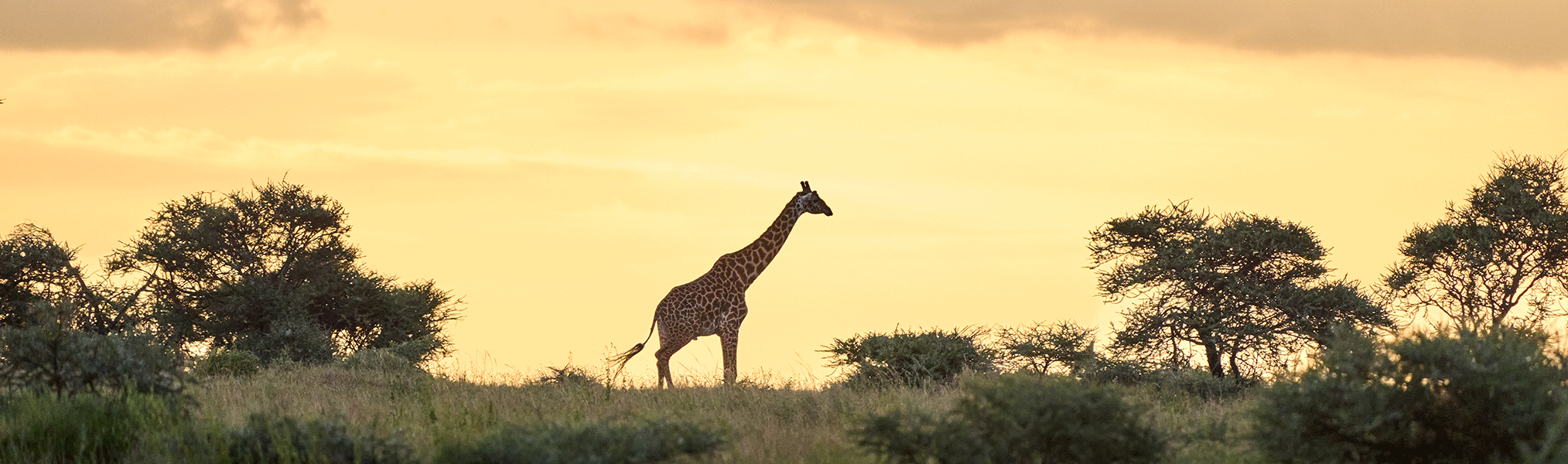 serengeti-Clarity-4