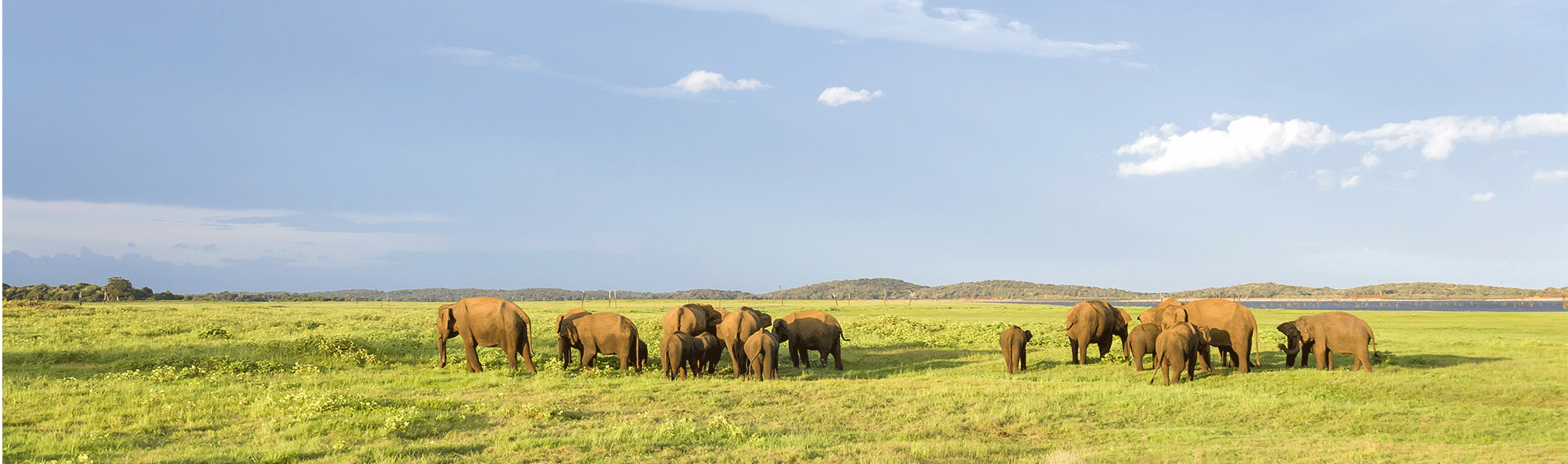 serengeti-Clarity-5 (1)