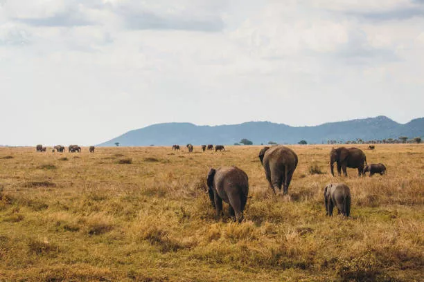 serengeti-clarity_img_10